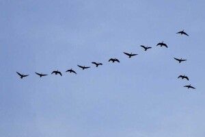 «Цуманська пуща» кличе природолюбів на весняну зустріч птахів