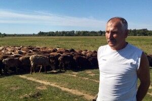 Вівчар з Донеччини пригнав на Волинь врятованих овець 