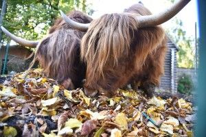 Луцький зоопарк закриватимуть раніше