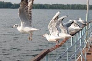 ФОТО НА КОНКУРС