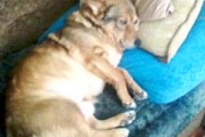 ФОТО НА КОНКУРС: собаче життя