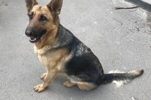 У Луцьку горе-господарі вигнали на вулицю дресировану німецьку вівчарку