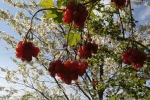 На Волині серед буйного суцвіття… червоні кетяги калини