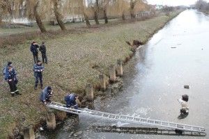 У Ратному метикуватий пес зумів урятуватися, провалившись під кригу (фото)