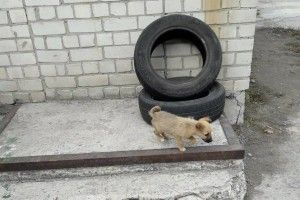 У Дніпрі врятували маленького пса, який втрапив у велику халепу