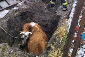 Бійцям ДСНС довелося рятувати з халепи корову (Фото)