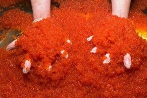 Червона ікра для українців може подорожчати