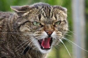 На Волині, на Володимирщині скажений кіт покусав чотирьох людей