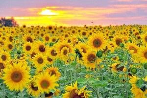 Якою буде погода у серпні та коли настане осінь: прогноз від синоптиків 
