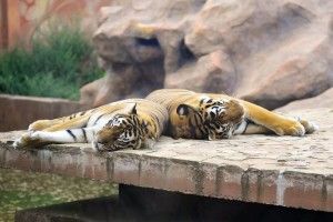 У Луцькому зоопарку посварилися тигри