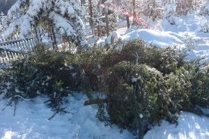 Працівники нацпарку затримали лісників, які пиляли ялинки у заповіднику (Фото)