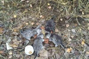 У Рожищі банда хвостато-вусатих безхатьків шукає господарів (фото)