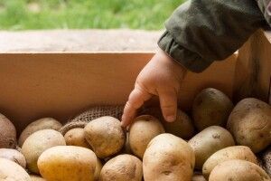 Україна стала головним покупцем польської картоплі у 2025 році