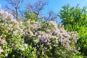 Розквітнув бузковий гай, закладений на початку ХІХ століття (Фото)