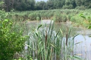 У Рівному серед болота застрягла такса (Фото)