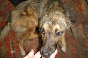 Бив і морив голодом: у Луцьку судили чоловіка за знущання над тваринами