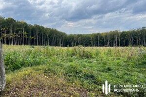 На Заході України незаконно зрубали понад 6 тисяч дерев