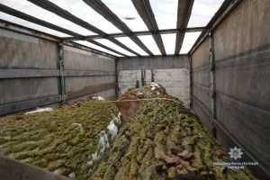 У Старовижівському районі волинянин самовільно зрізав п’ять дубів