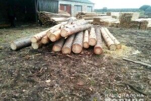 Ексдиректора лісгоспу судитимуть за привласнення деревини на понад 600 тис. гривень