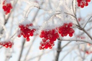 Погода на неділю, 7 січня: білі мухи нещадно атакують Волинь