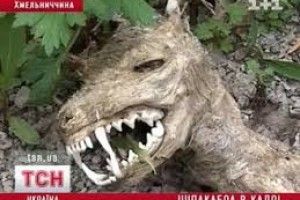 А ви ще пам'ятаєте жахи про чупакабру? На Львівщині надумали робити масштабну лісову облаву 