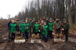 Цуманські лісівники зробили експерементальні посадки дуба