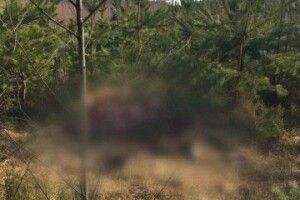 На Волині застрелили червонокнижного лося