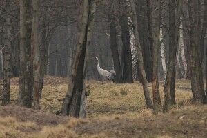 У волинському нацпарку показали як прокидається весна (Фото)
