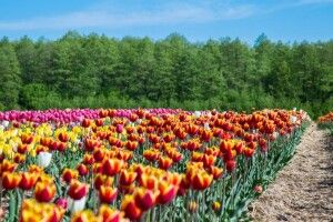 «Волинська Голландія» розпочинає сезон тюльпанів