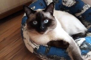 У Луцьку зник кіт Леопольд