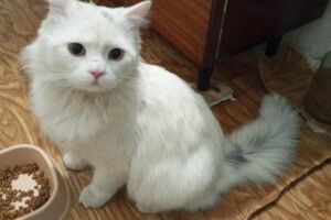 У Луцьку шукають охочого стати власником білого та пухнастого мур-мур-щастя (Фото)