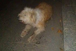 На Рівненській автівка збила рудого кудлатого пса