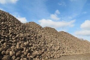 На Гнідавському цукровому заводі розпочали ревізію посівів цукрового буряка