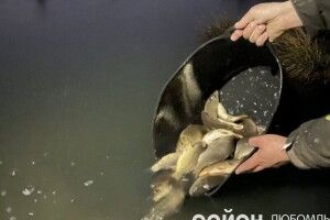 Як на Волині зарибнювали водойми (Фото. Відео)