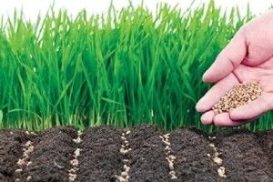Недобір озимих зернових культур складе до 50 відсотків