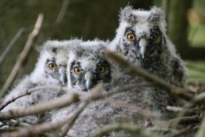 Фотомисливець клацнув банду вухатих совенят (Фото)