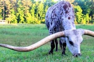 Бик з найдовшими рогами потрапив у Книгу рекордів Гіннеса