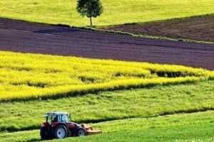 Волинь увійшла до топ областей за результатами земельних аукціонів