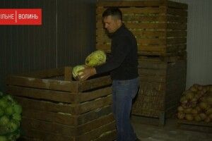 Волинський фермер викинув десятки тонн овочів, які зіпсувалися за час карантину (Відео)