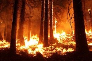 Горять 400 гектарів лісу: Зеленський зібрав термінову нараду (Відео)
