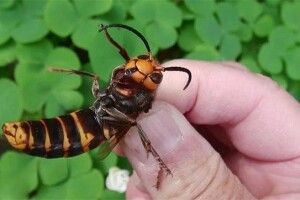 47-річний мешканець Закарпаття помер після укусу шершня