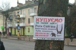 У Луцьку продавали наркотики – під приводом… купівлі бивнів мамонта та зубів кашалота