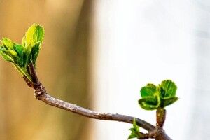 Сніг, дощ, а потім +18°: коли на Волинь нарешті прийде весняне тепло