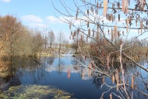 На Волині вже квітує вільха