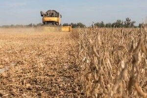 На Волині вже зібрали більше половини гречки