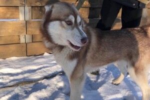 У Луцьку шукають вірних друзів для крутезного пса Джека (Фото)