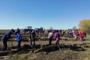 5 тисяч дерев у Промені