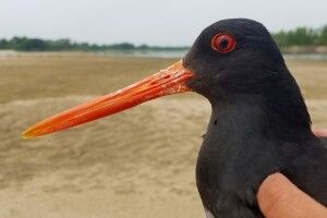 Після невдалого гніздування у Польщі народжена на Рівненщині кулик-сорока Настя здійснила мандрівку на Батьківщину (Фото)