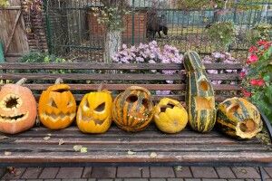 Геловін минув: звірина Луцького зоопарку починає наминати світильники Джека (Фото)