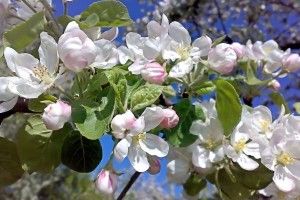 Завтра на Волині буде тепло і знову без дощу